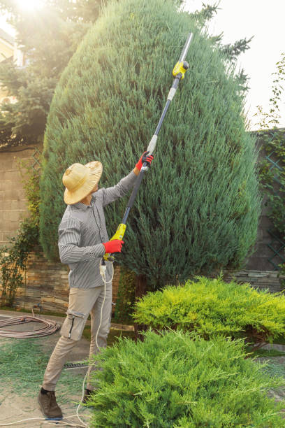 Best Tree Maintenance Programs  in Lebanon, IL